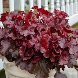 Picture Credit - Walters Gardens, Inc